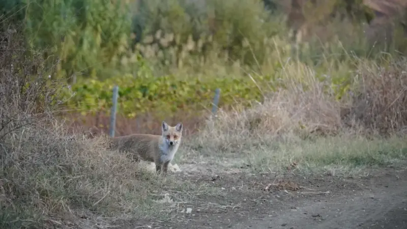 Fox in Sicily