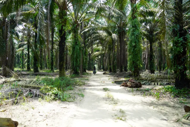 fietsen door palmolie plantage