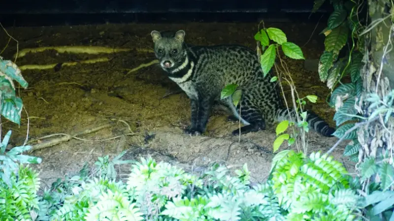 Borneo Civet