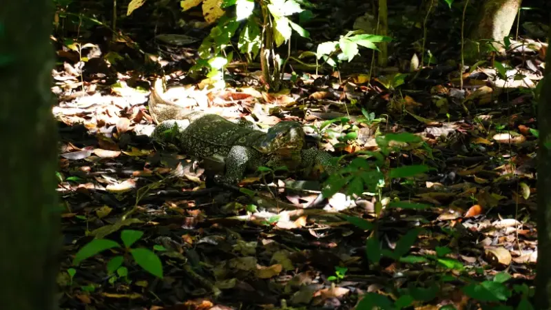 Borneo monitor lizard
