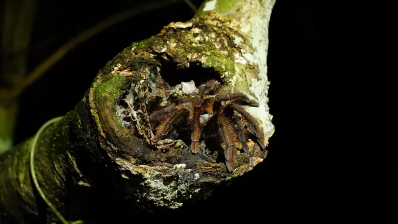 Borneo Tarantula