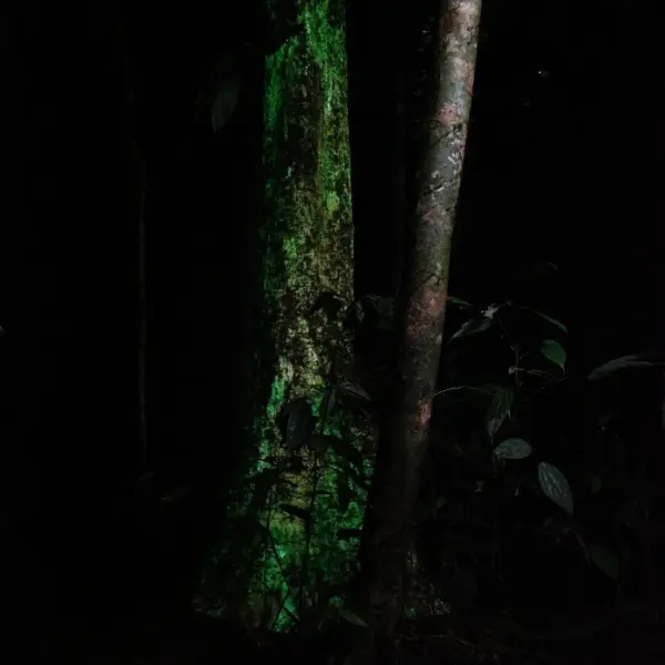 Borneo glow in the dark Fungus