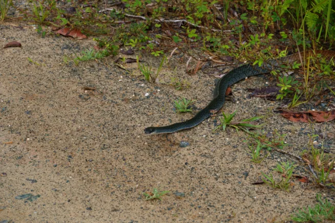 Grey tailed Racer