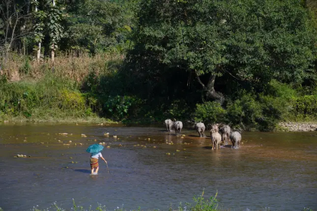 Laos buffels steken een rivier over