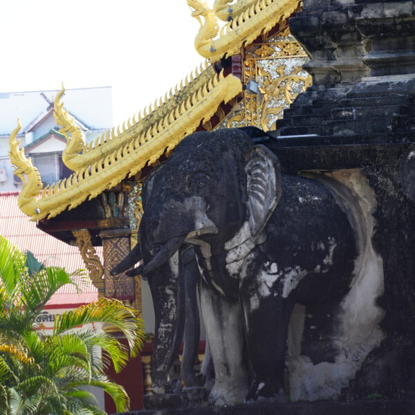 Chiang Mai temple elephant