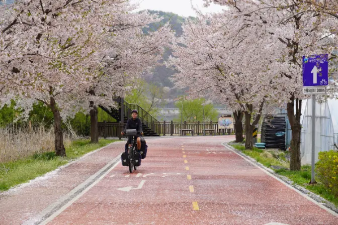 Blossom season south korea